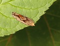 button6