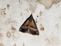 button1