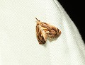 button1