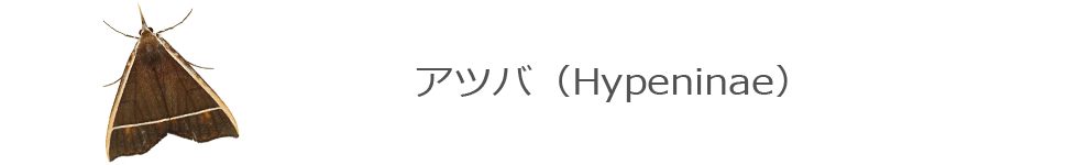アツバ