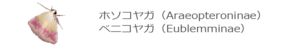 ベニコヤガ