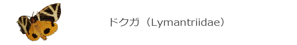 ドクガ