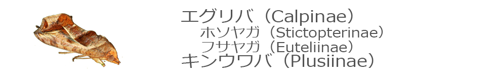 エグリバ