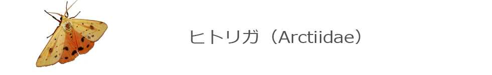 ヒトリガ