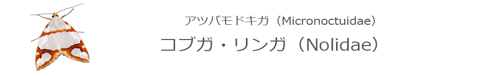コブガ
