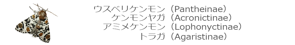 ケンモンヤガ