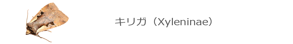 キリガ