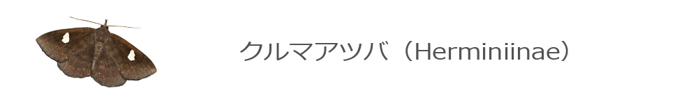 クルマアツバ