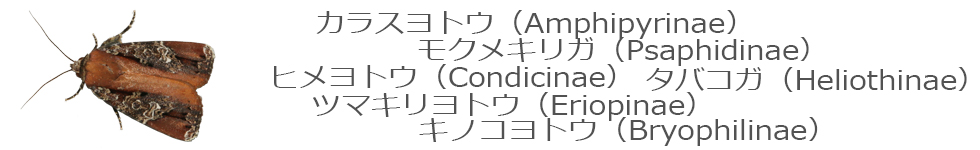 カラスヨトウ