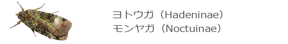 モンヤガ