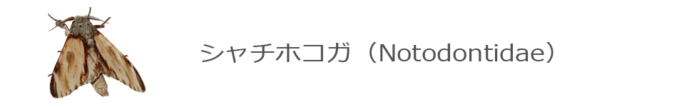シャチホコガ