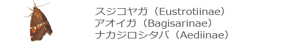 スジコヤガ