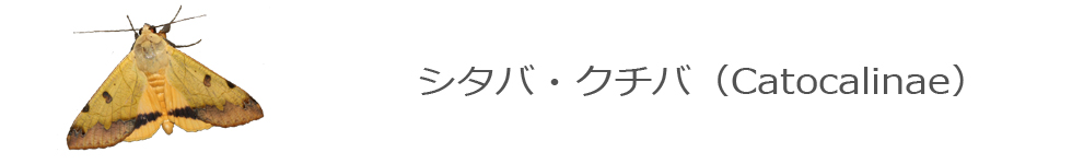 シタバガ