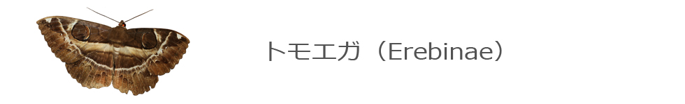 gGK