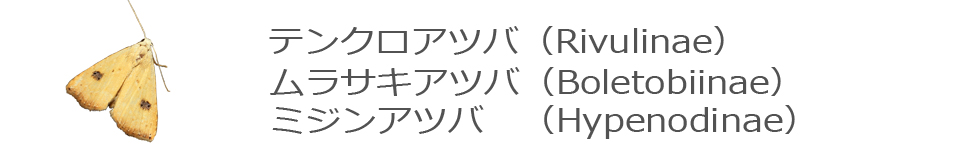 テンクロアツバ