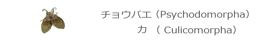チョウバエ・カ