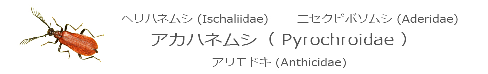 アカハネムシ