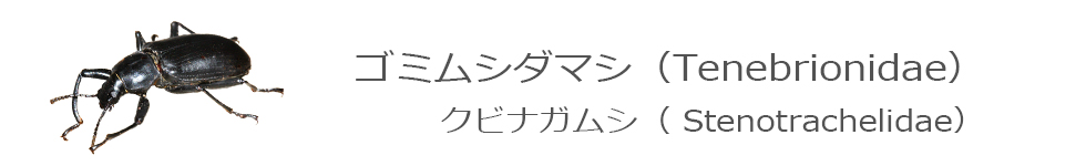 ゴミムシダマシ