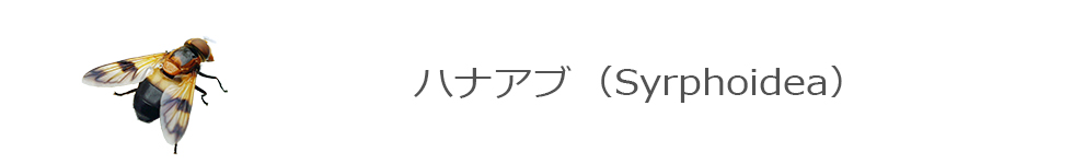 ハナアブ