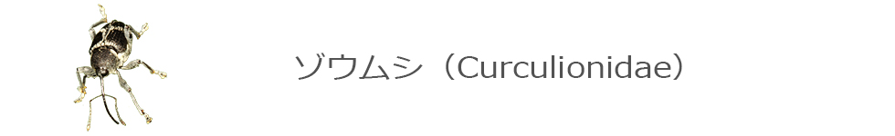 ゾウムシ