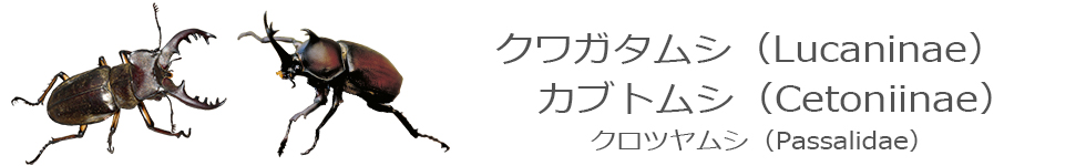 クワガタムシ・カブトムシ