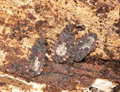 button1