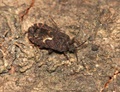 button3