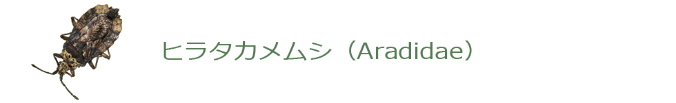 ヒラタカメムシ