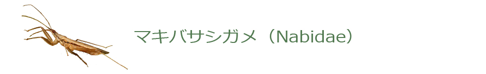 マキバサシガメ
