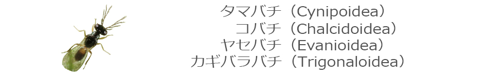 コバチ・ヤセバチ・カギバラバチ