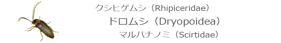 ドロムシ