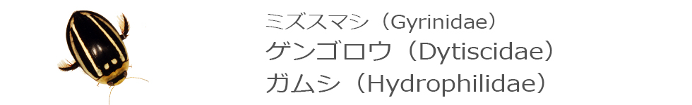 ゲンゴロウ・ガムシ