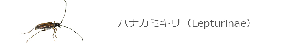 ハナカミキリ