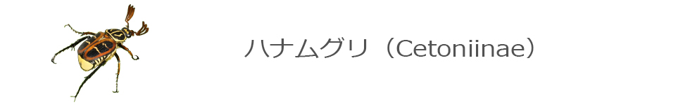 ハナムグリ
