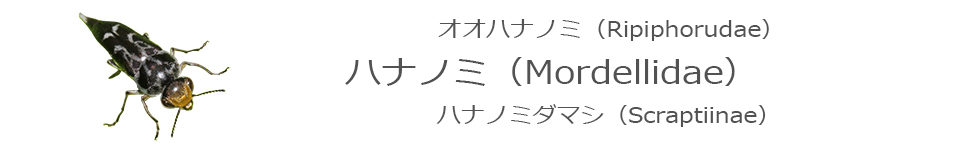 ハナノミ