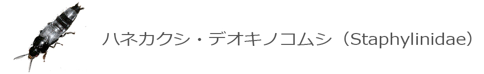 ハネカクシ