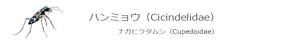 ハンミョウ
