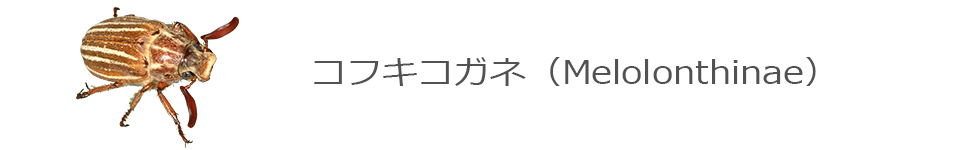 コフキコガネ
