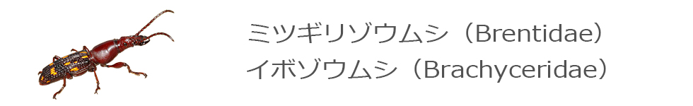 コメツキ