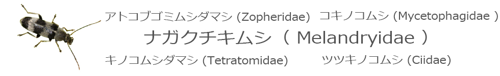 アカハネムシ