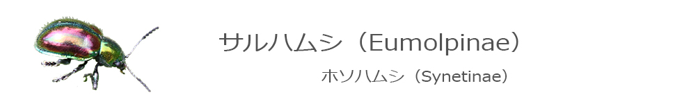 サルハムシ