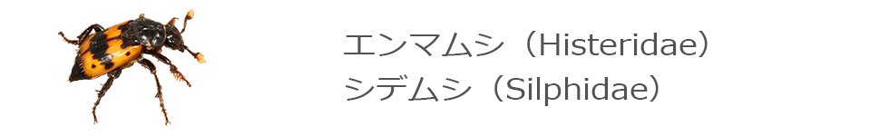 エンマムシ・シデムシ