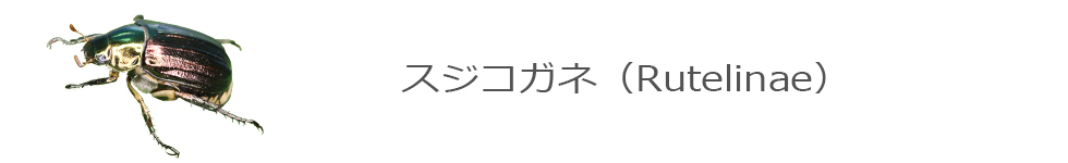 スジコガネ