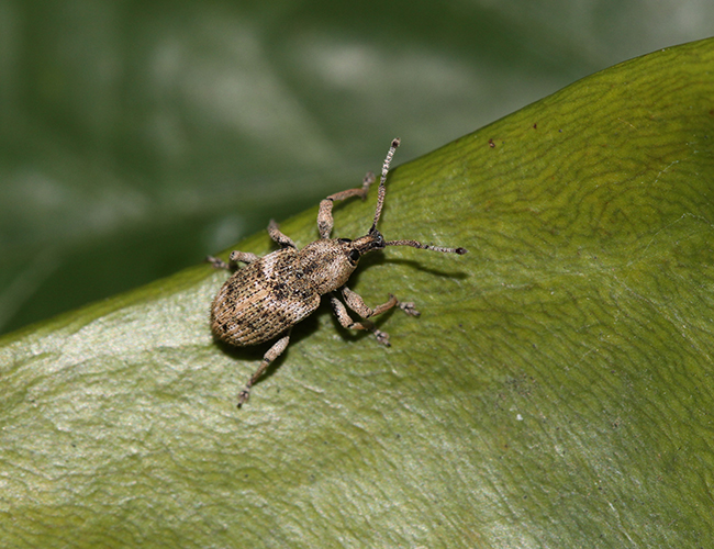 Cyphicerini sp.