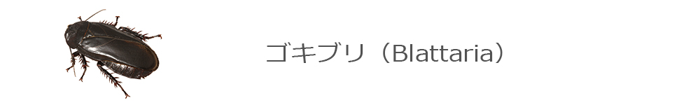ゴキブリ