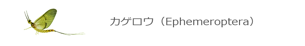 カゲロウ