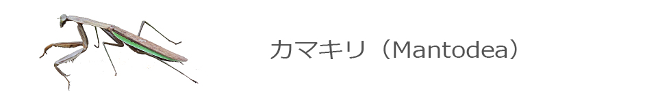 カマキリ