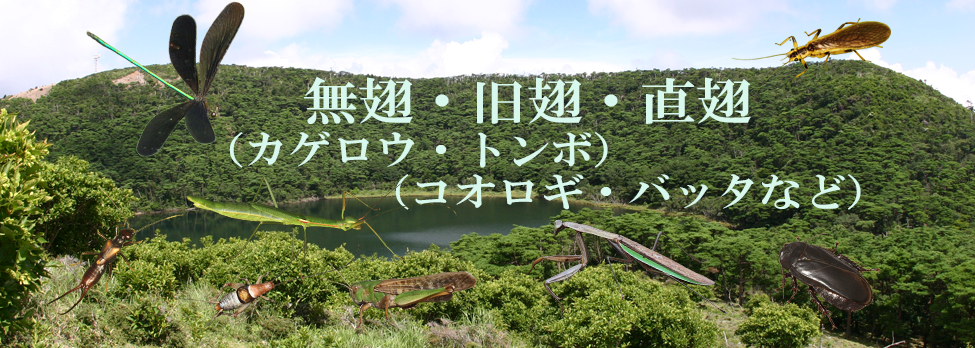 無翅，旧翅と直翅など蛹にならない昆虫