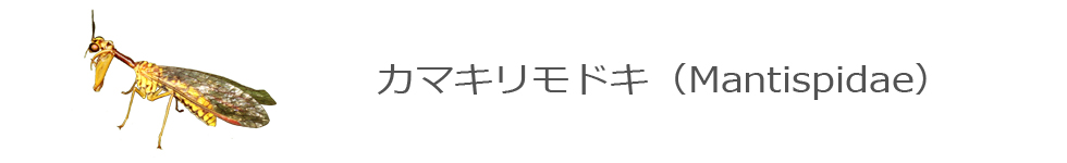 カマキリモドキ