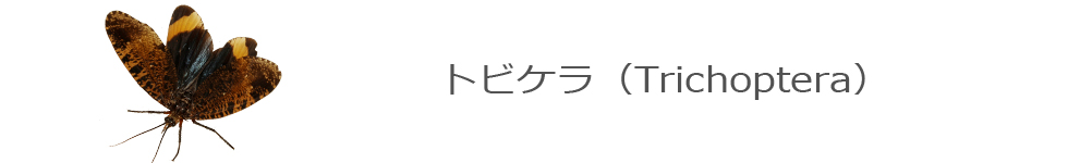トビケラ
